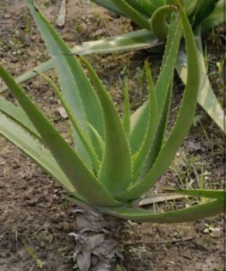 🌿 Just a Piece of Aloe Vera — and You May Feel Relief in Ways You Didn’t Expect
