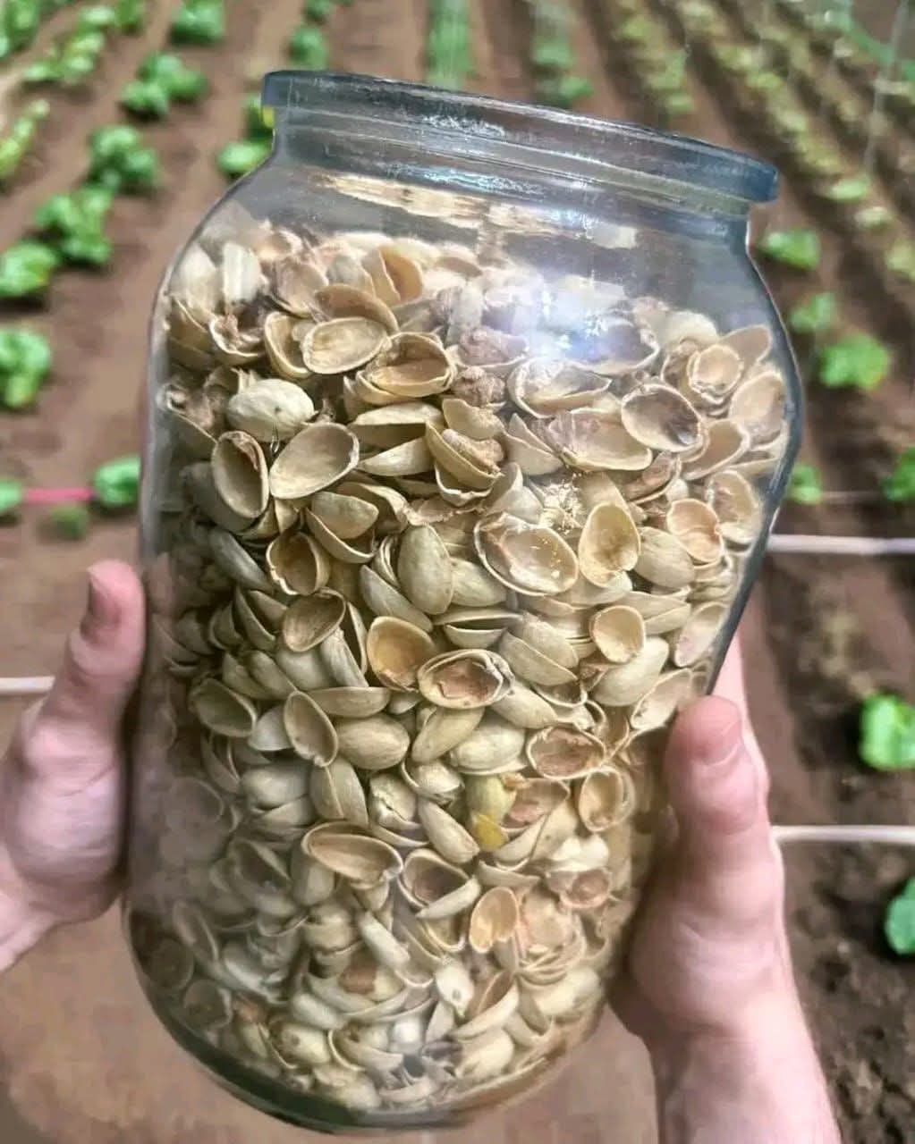 Most people throw away pistachio shells without knowing how valuable they are… 👀