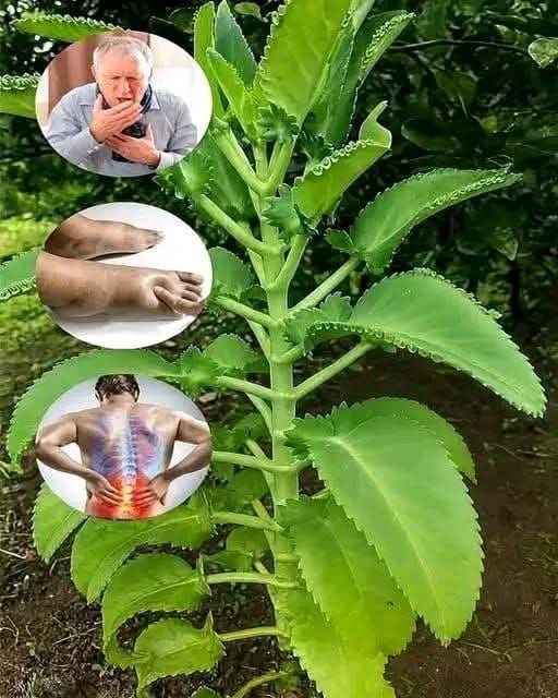 🌿 If you have Aloe vera at home — you really do have a small treasure