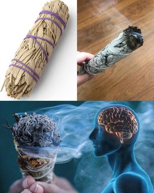 🌿 The Science of Smudging: What Sage Does to Bacteria