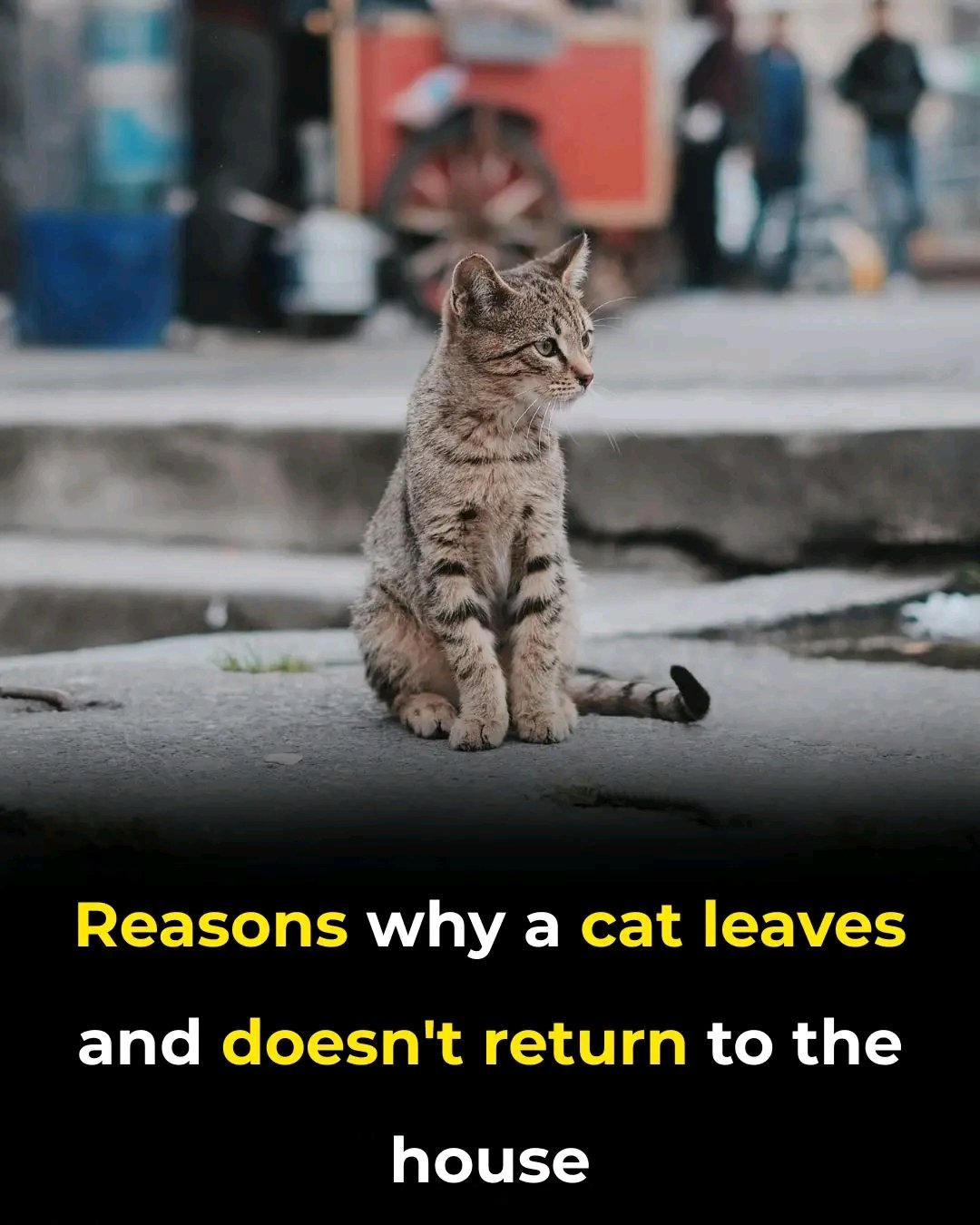 Why Cats Leave Home and Don’t Return 🐈