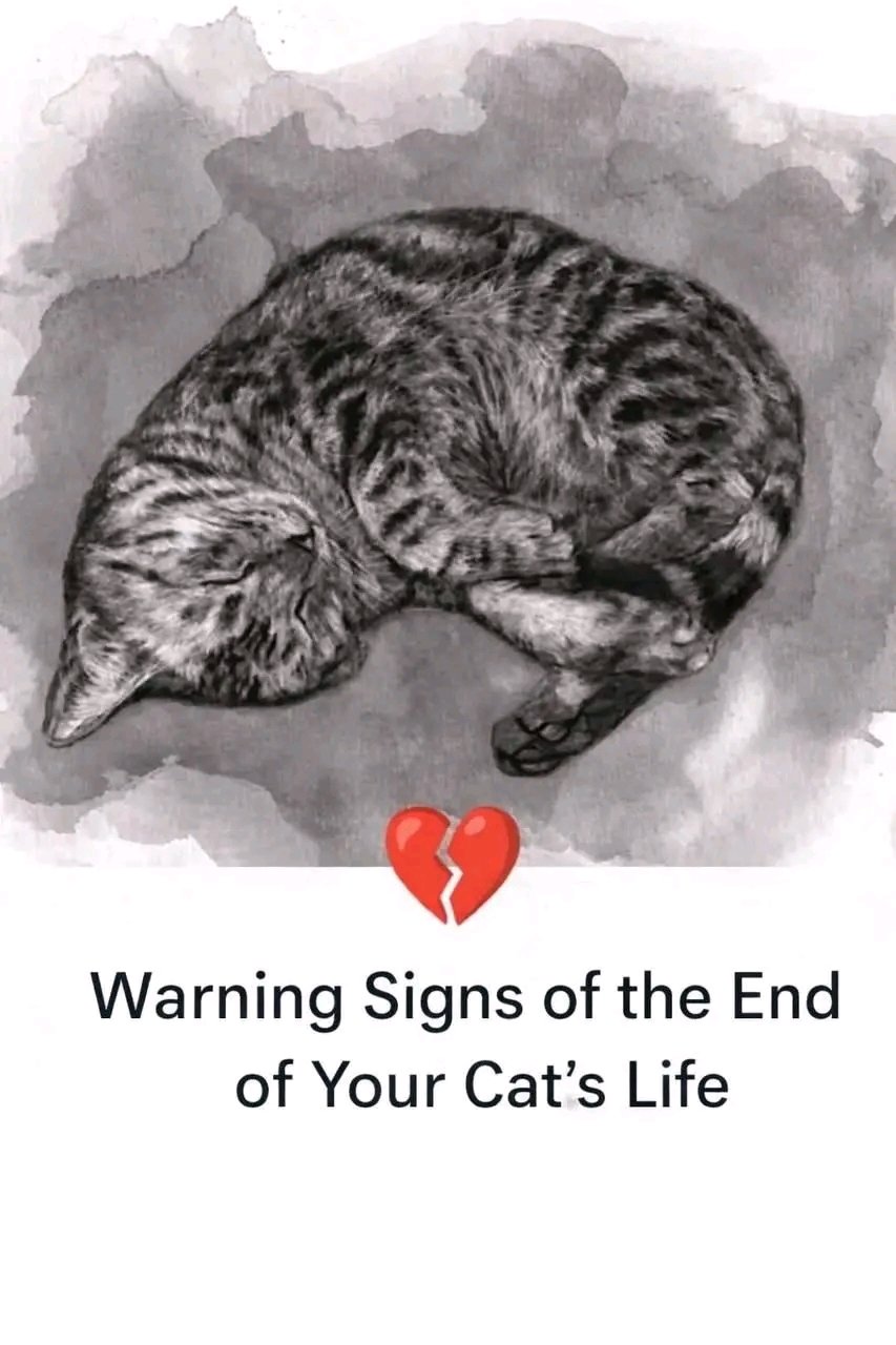 11 Signs Your Cat May Be Near the End of Life 🐱