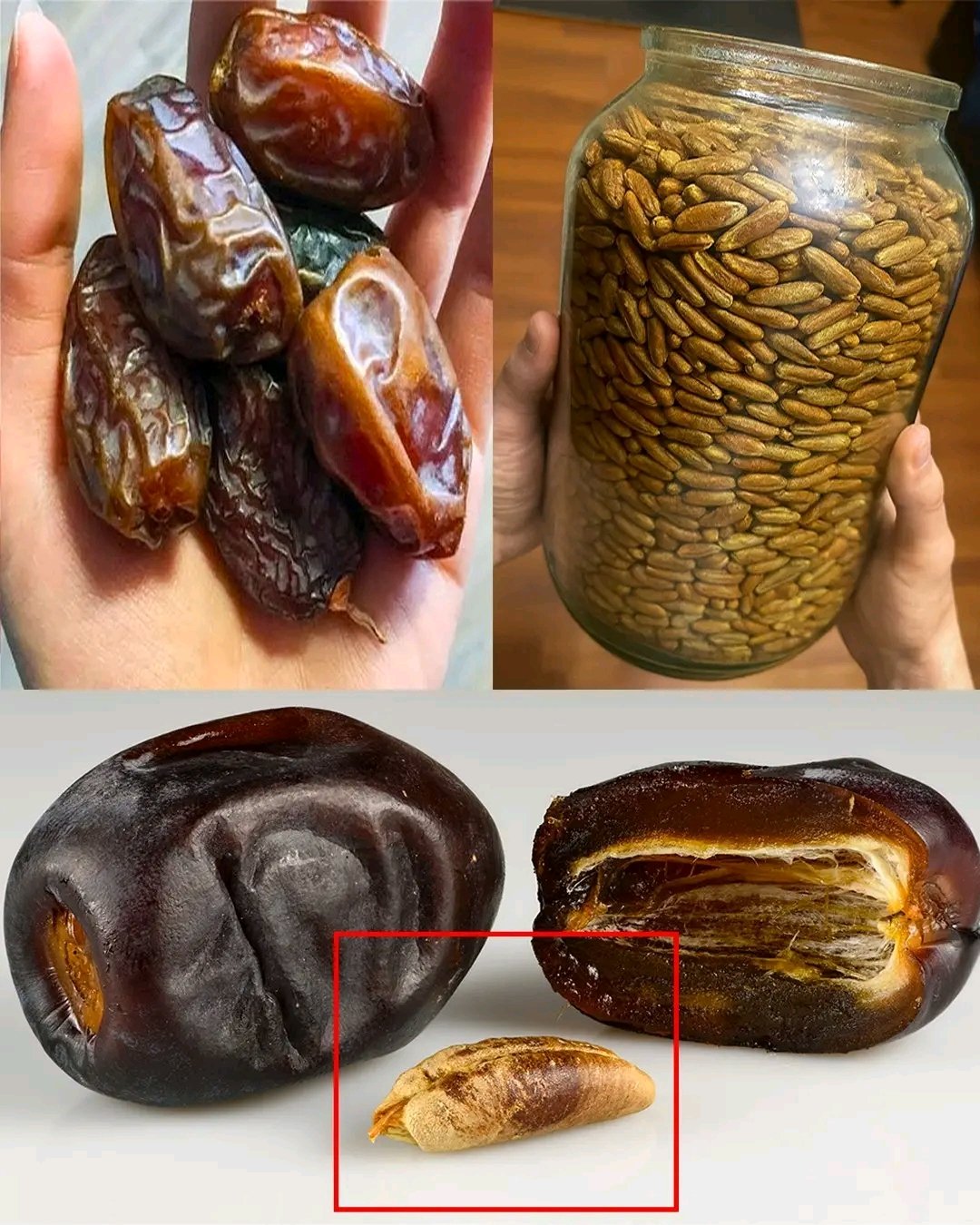 Most People Throw Away Date Seeds… Until They Learn What They Can Do 🌴✨