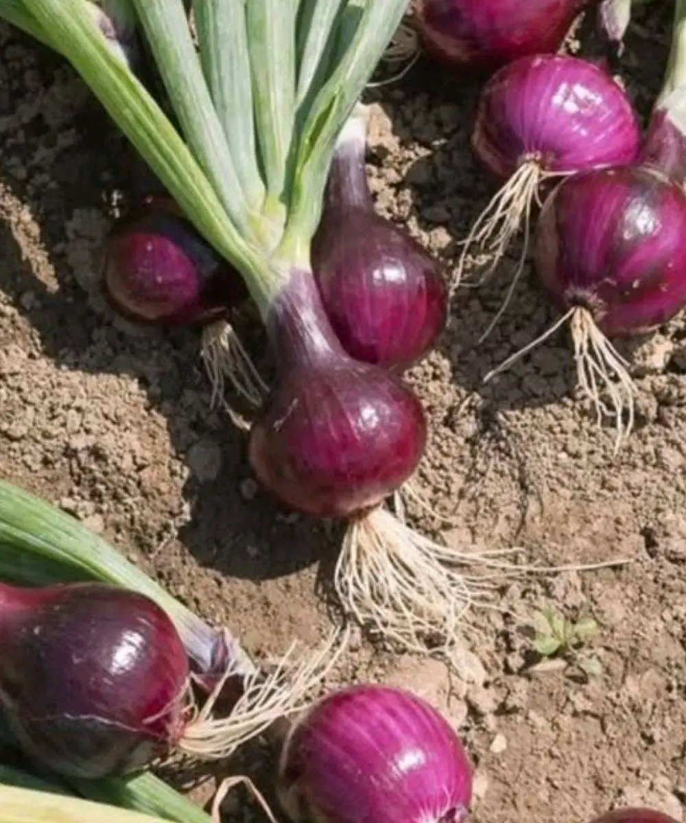 Doctors Reveal That Eating Onion Causes Surprising Changes in Your Body… See More 👇
