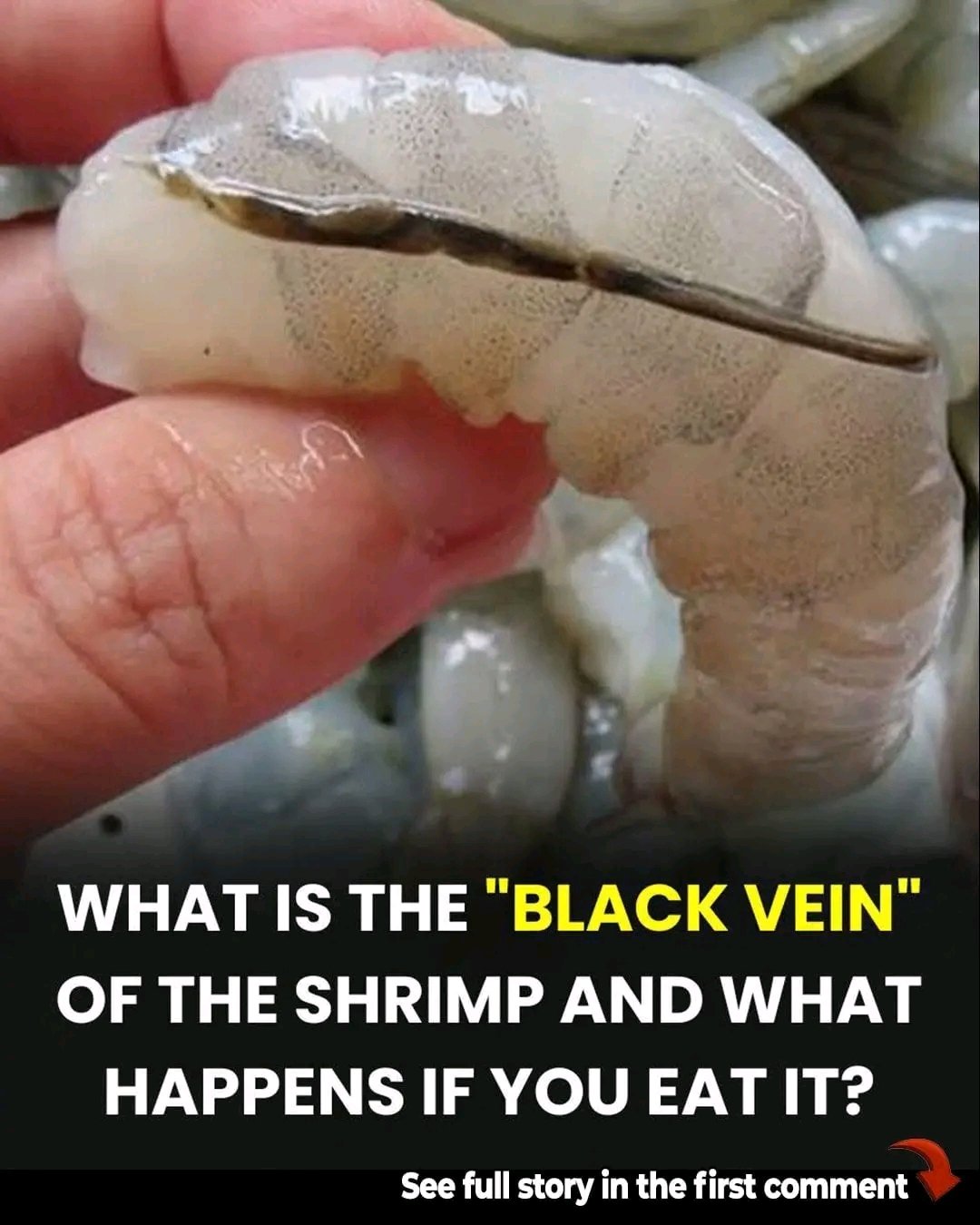 What Is Actually the Shrimp’s “Vein”? 🍤