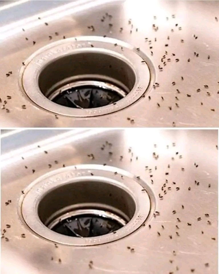🪰 Gnats in the Kitchen: 7 Simple Ways to Get Rid of Them
