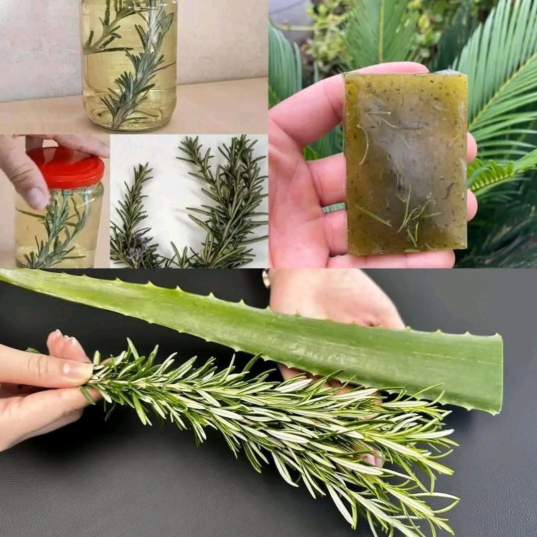 🌿 Aloe Vera “Miracle Cure” Claim – الحقيقة الكاملة