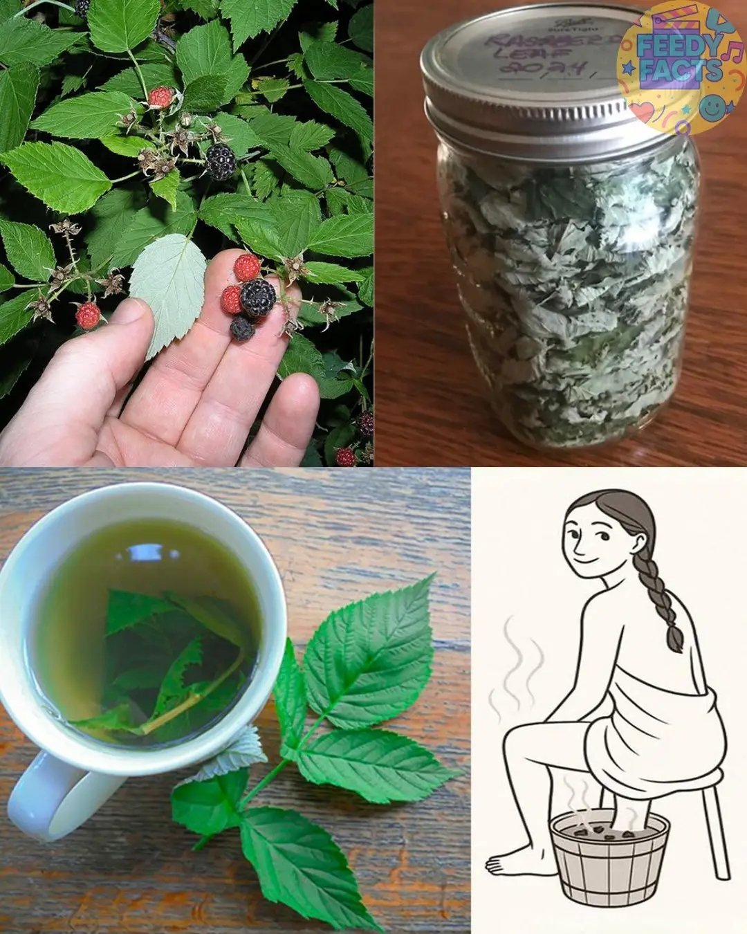 🍃 Raspberry Leaves: The Little-Known Natural Remedy with Amazing Benefits 😲