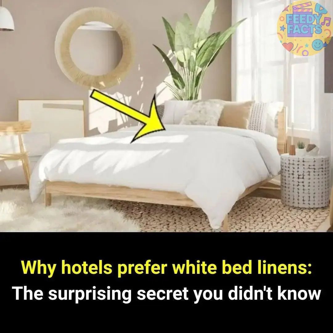 Why Most Hotels Choose White Bedding? 😲