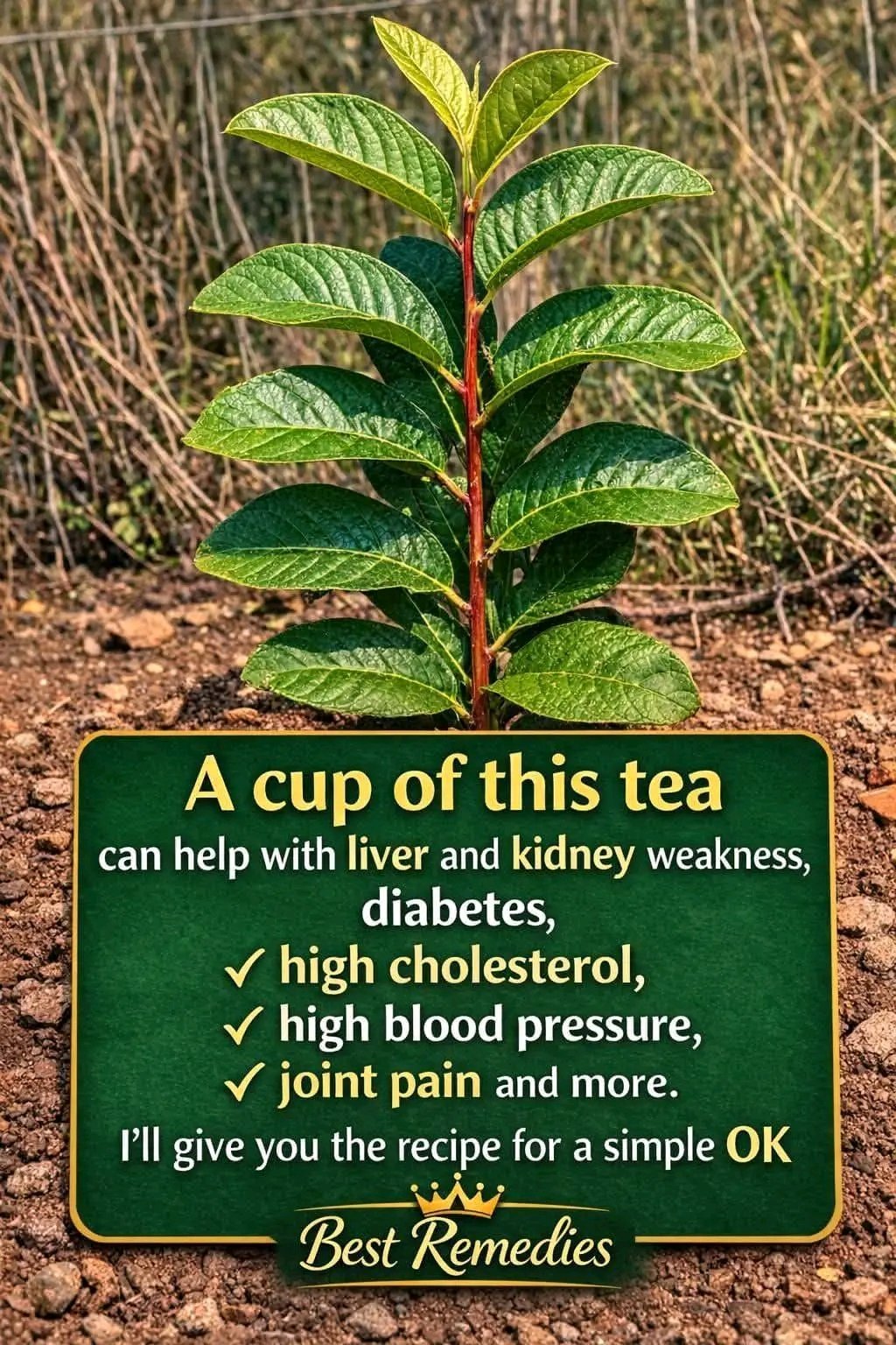 🌿 Benefits of Guava Leaves: What They’re For & How to Use Them Correctly