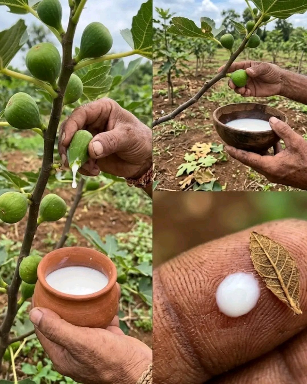 Fig Sap: The Hidden Truth Behind Nature’s “Liquid Gold” 🌿