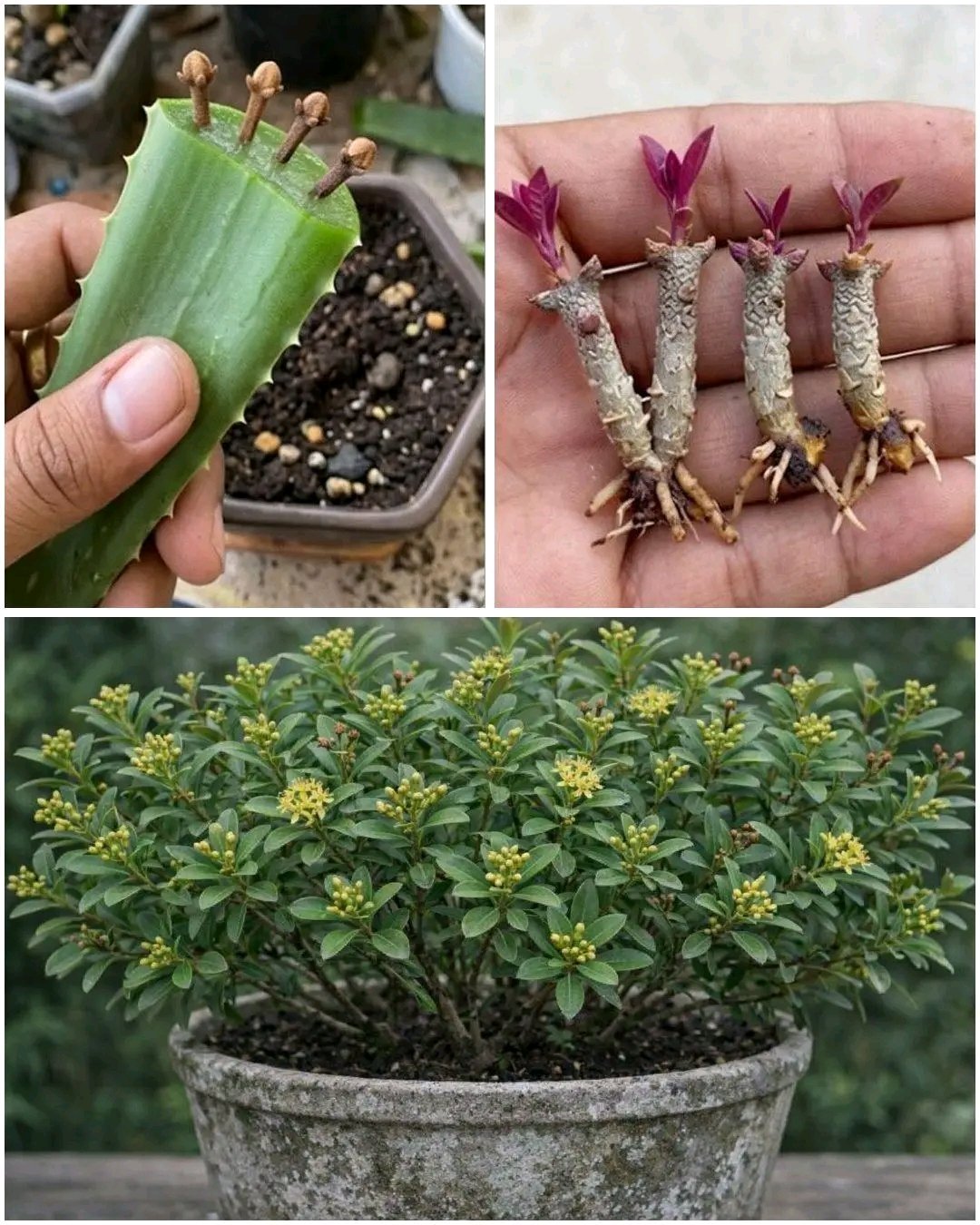 🌱 How to Grow Clove Plant at Home – From Seed to Spice