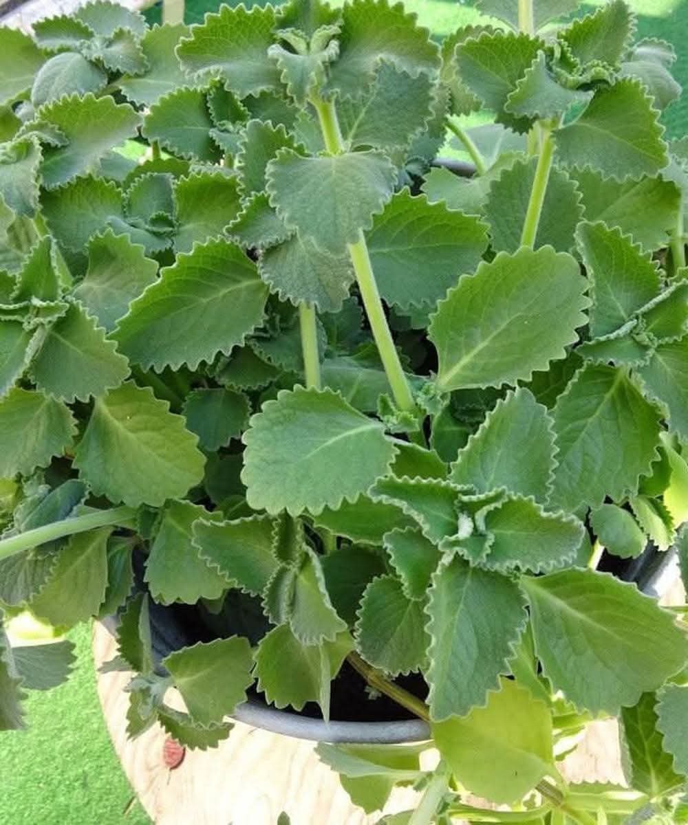 🌿 Just 1 Oregano Leaf Per Day…