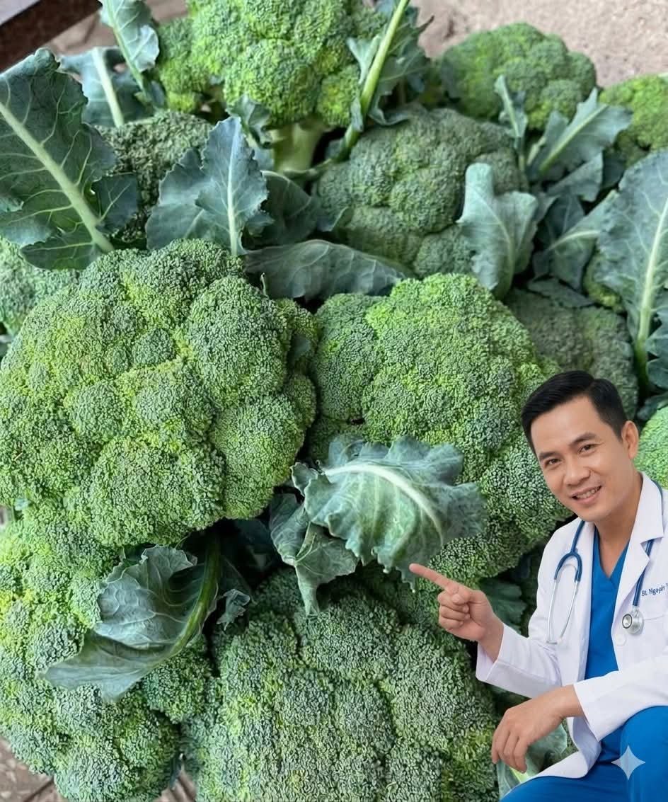 🥦 Doctors Highlight the Potential Effects of Green Broccoli