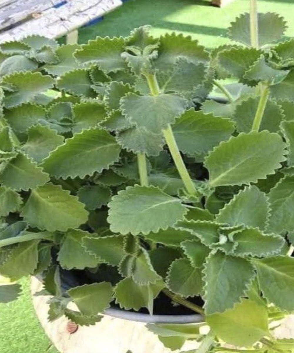 🌿 Oregano: What Really Happens When You Eat It