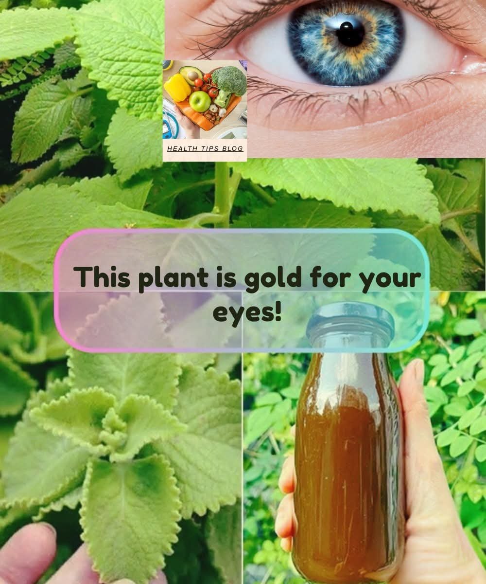 🚨 The Truth About “Miracle Plants” That Claim to Cure Cataracts