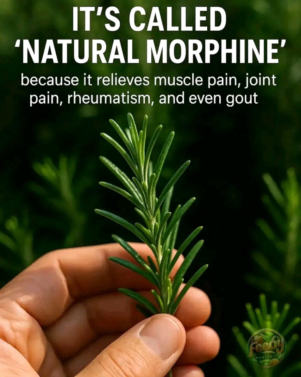 🌿 The Most Powerful Medicinal Plant People Ignore… (