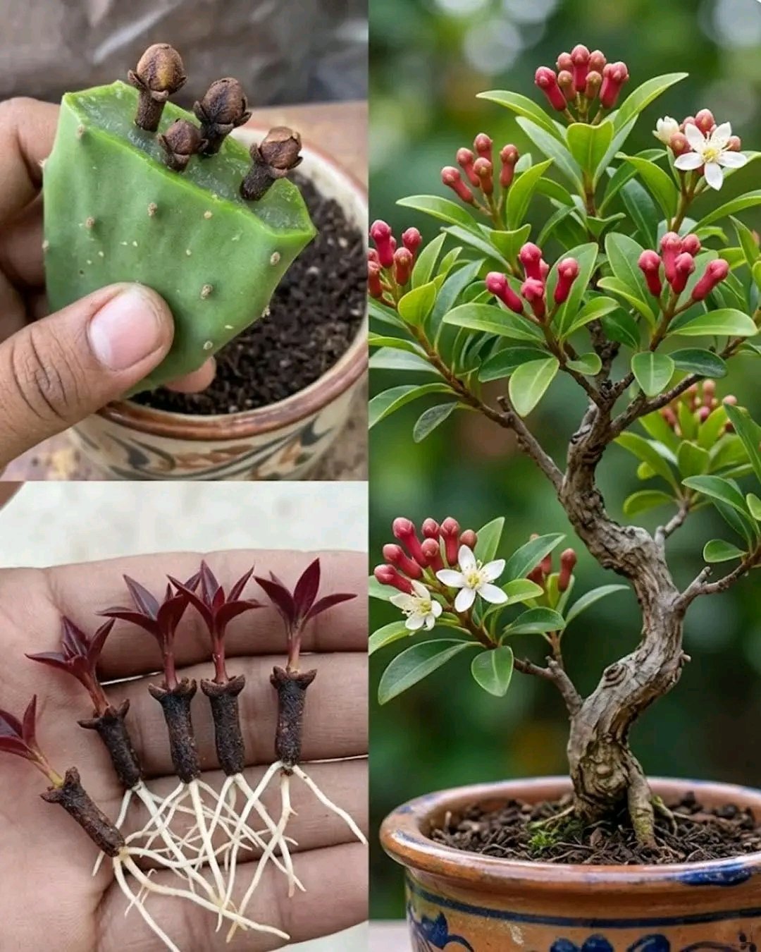 🌱 Unique Way to Grow a Clove Plant at Home | Tips & Tricks for Success