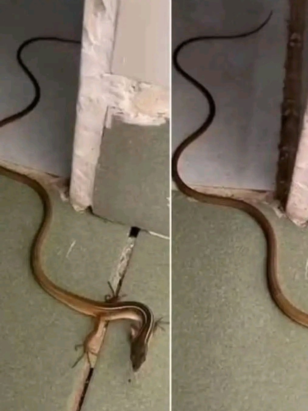 When This Snake Enters Your House, It Means You Have… 🐍