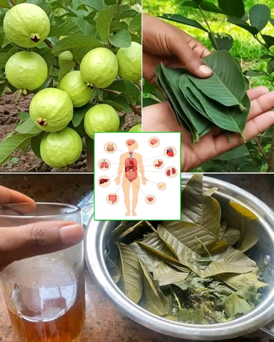 Most People Eat Guava, But They Have No Idea the Leaves Are Even More Powerful 🍃