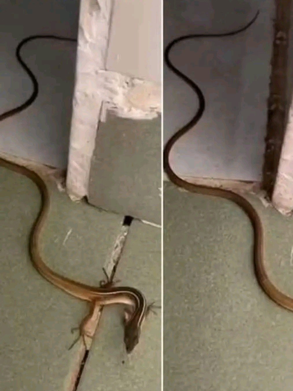If You See This Type of Snake in Your House, It Means… 🐍